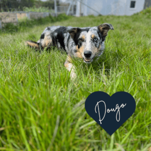 Dougo Tri-blue merle Border Collie